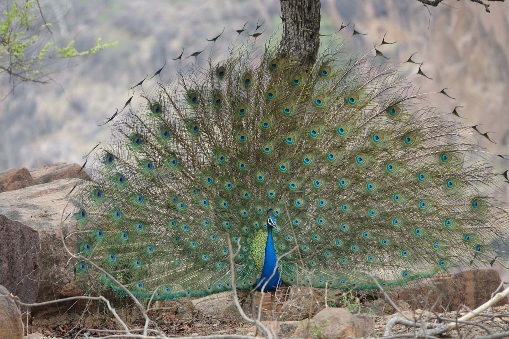khajuraho canyon pfau